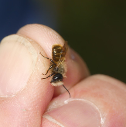 Osmia m.jpeg