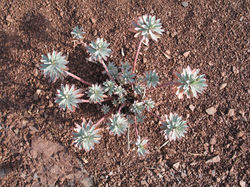 ruffes-005.JPG