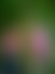 Gate Installation Services in Winnipeg: What You Need to Know