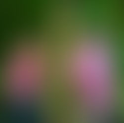 Gate Installation Services in Winnipeg: What You Need to Know