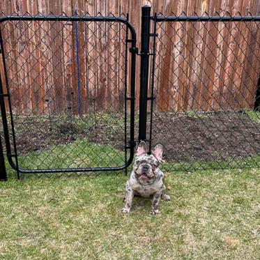 Does Your Dog Bark at Everything Walking By? The Fence That Will Fix Your Problem