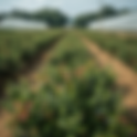 Vuoi investire nella coltivazione del mirtillo? Agroconsulenze ti accompagna dalla progettazione alla vendita