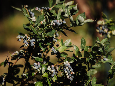 Innovazione, sostenibilità e rete: la nuova serie di eventi per i produttori di mirtilli in arrivo a gennaio 2026