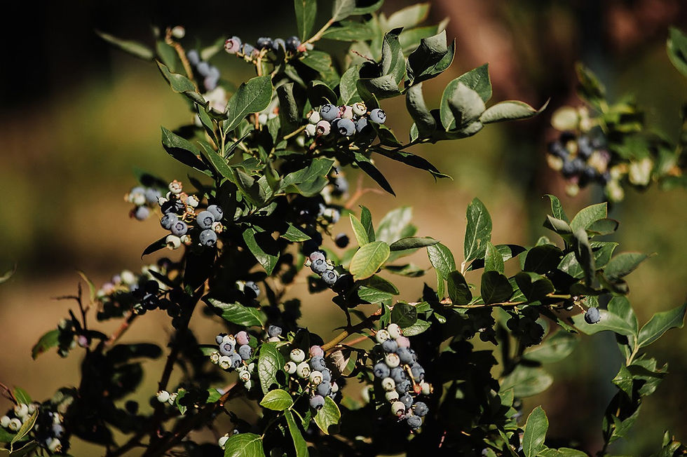 Innovazione, sostenibilità e rete: la nuova serie di eventi per i produttori di mirtilli in arrivo a gennaio 2026