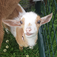 baby sophie.png