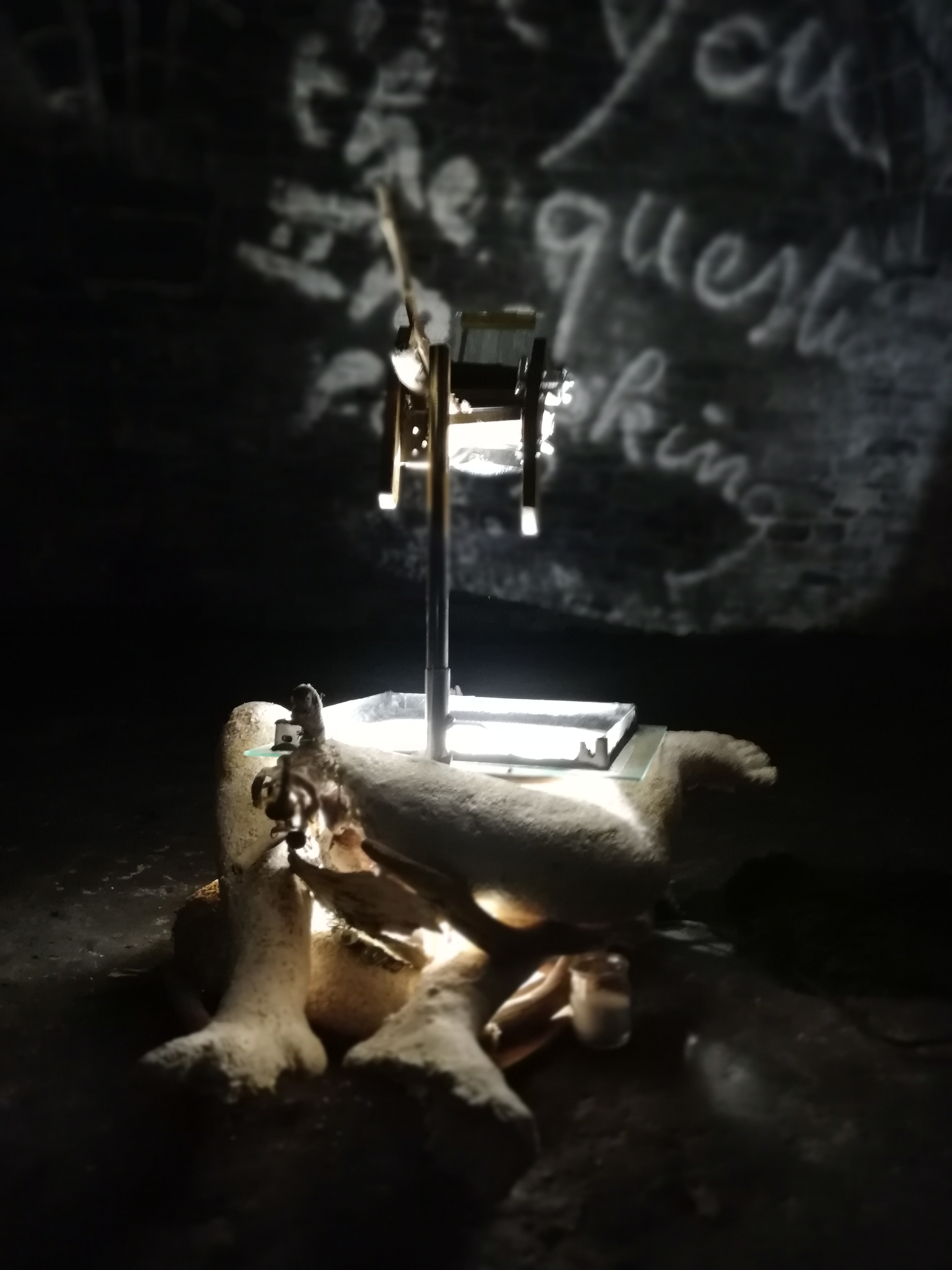 legged mycelium projector