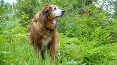dog in grass, ,captured by MichelleT Pet Photography in West Kootenay, British Columbia.