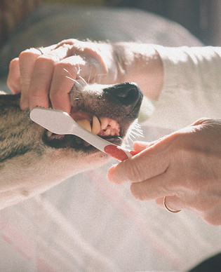 Brushing Dog's Teeth_edited.jpg