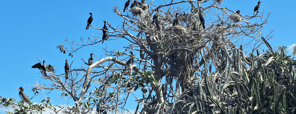 Colônia de biguás pousados em árvore com ninhos sob céu azul em Paraty