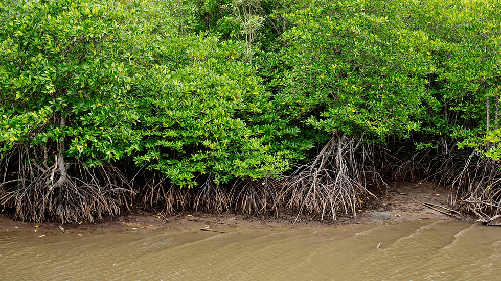 The Importance of Paraty’s Mangroves: Discover the Magic and Richness of This Unique Ecosystem