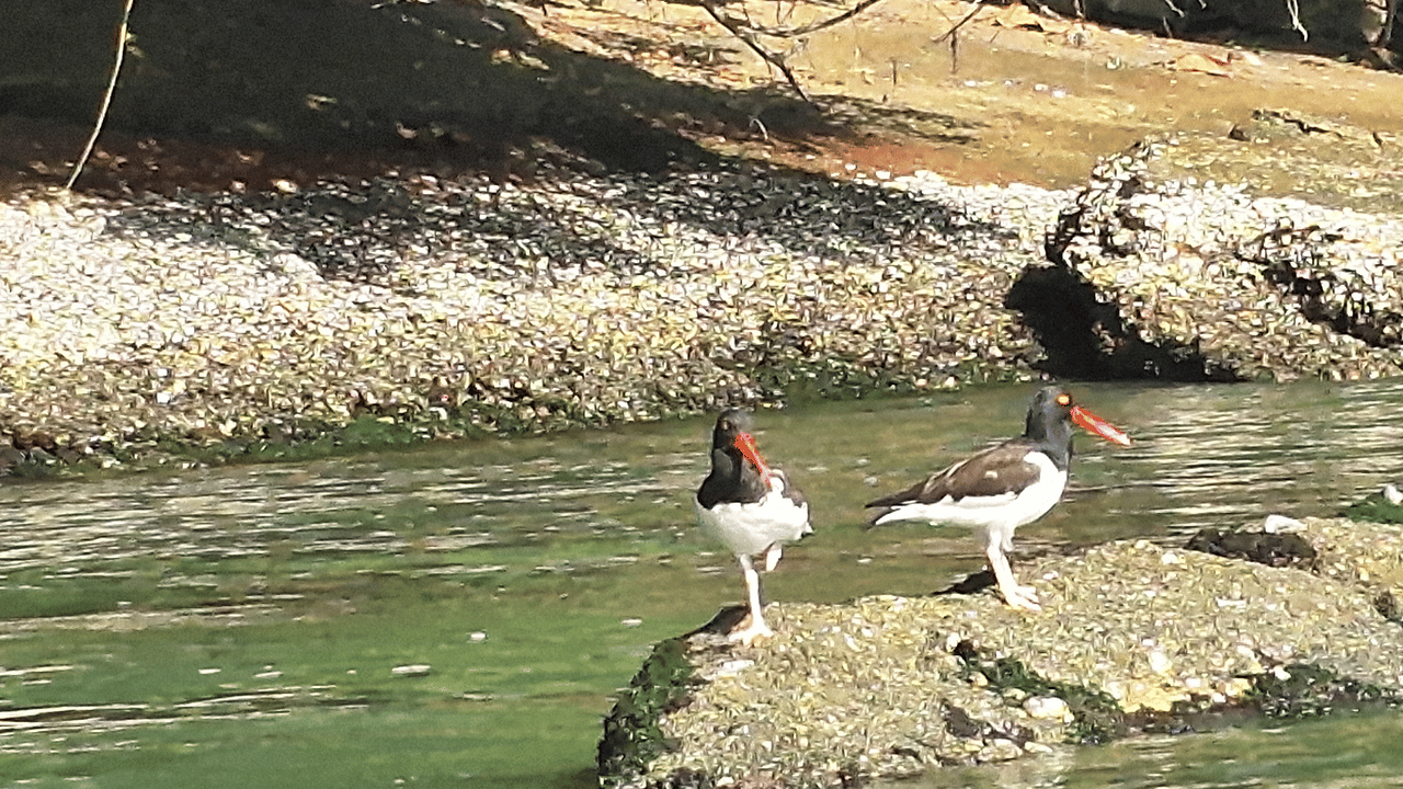 Casal de ostraceiros-americanos, aves de bico laranja, pousados em pedra no litoral de Paraty