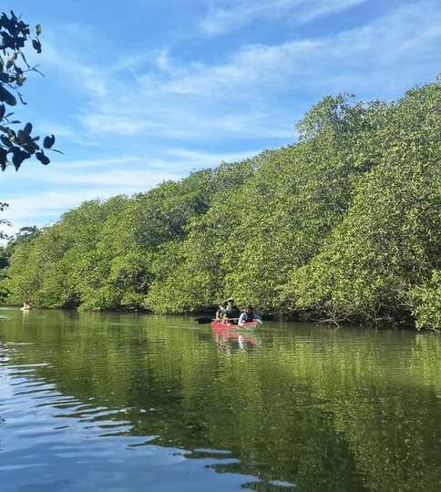Passeio de caiaque em manguezal preservado de Paraty com rica vegetação