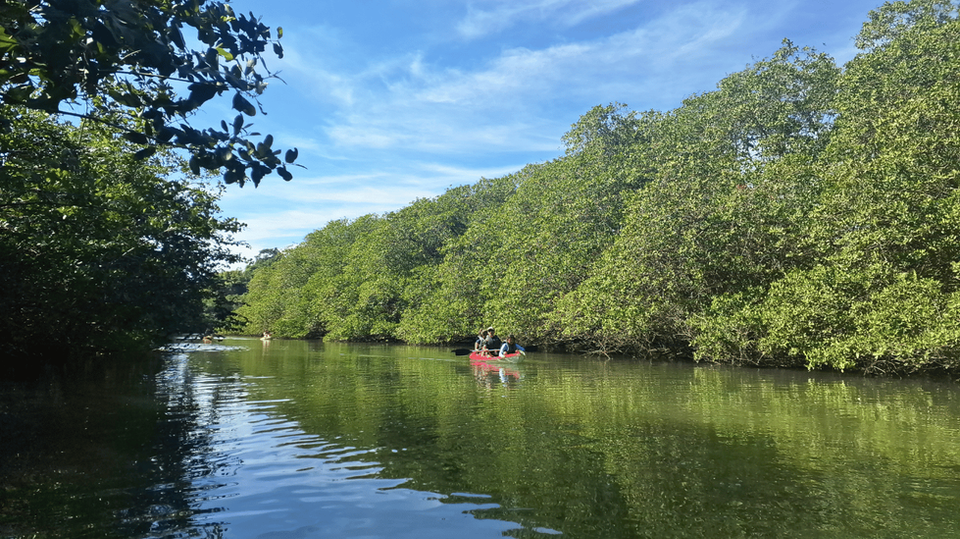 Passeio de caiaque em manguezal preservado de Paraty com rica vegetação