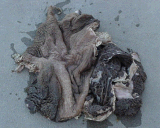 Green Tripe