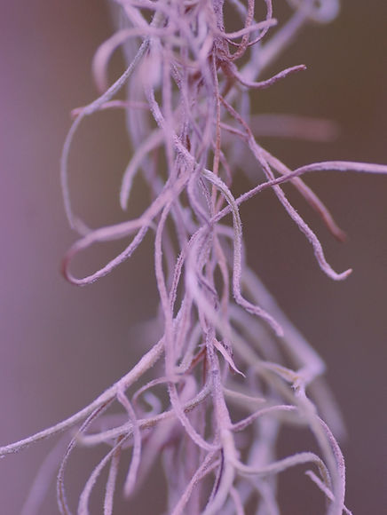 Plant roots_edited.jpg