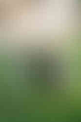 Sarasota Family Photo