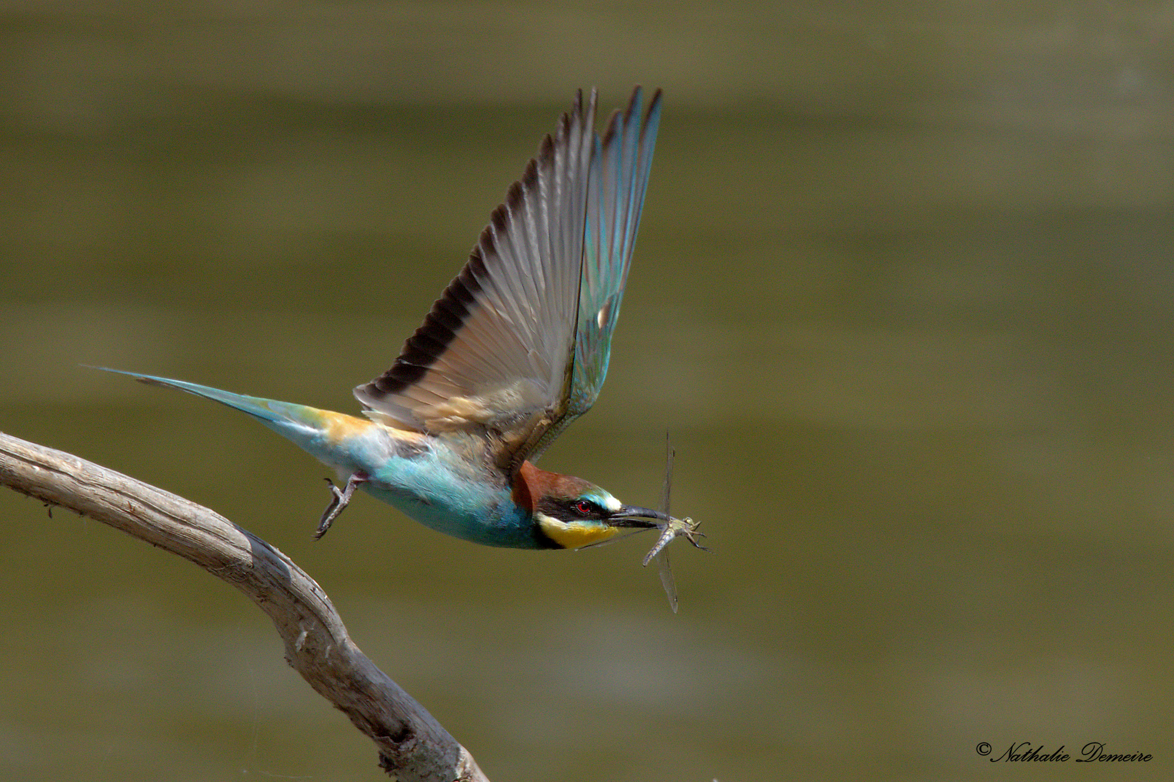 Livraison de libellule