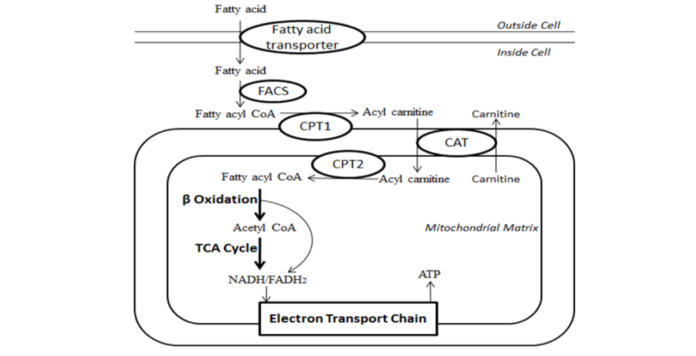 The Essential Role of Fatty Acids in Life: A Comprehensive Overview