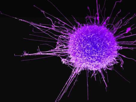 Nutritional Interventions in Cancer Prevention and Cancer Therapy