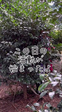 木になりきる‼️