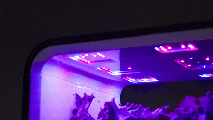 growlight.gif