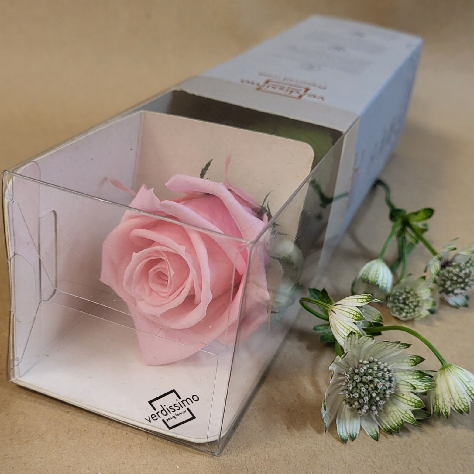 Rose Eternelle