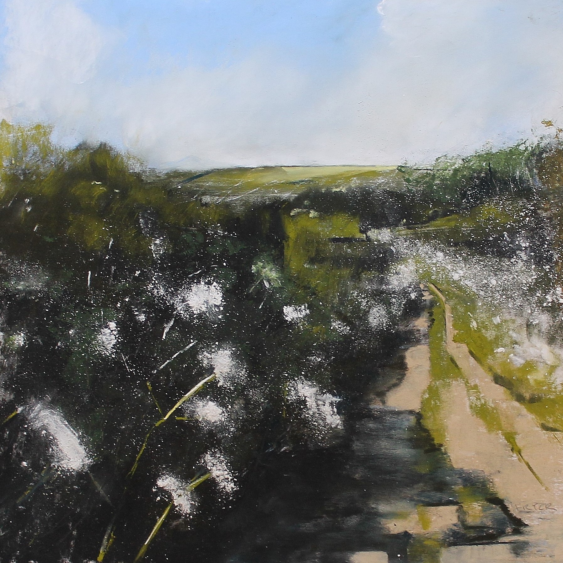 Scab Flowers In Snittlegarth Lonning