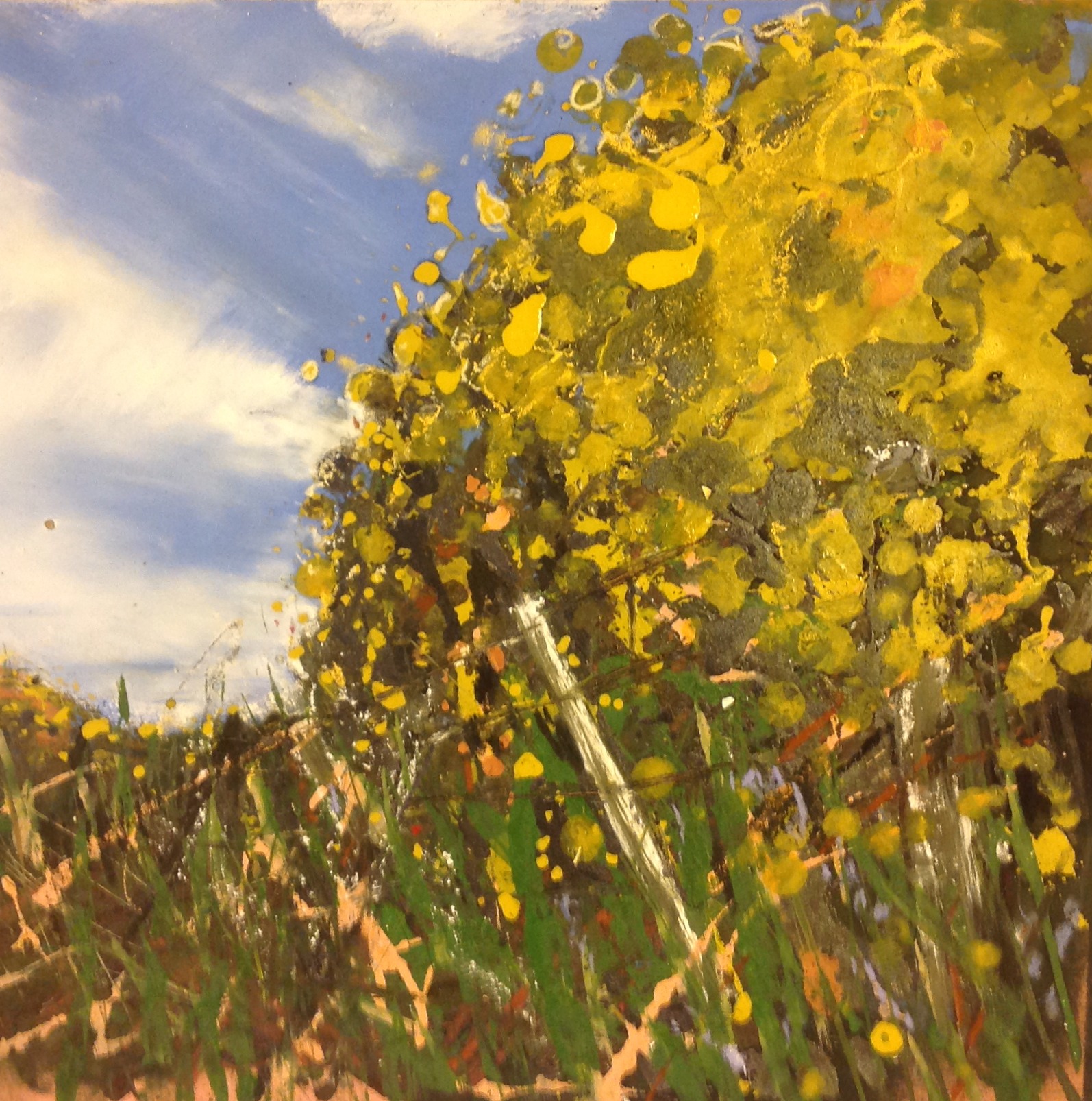 Spring Gorse