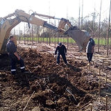Paulownia France