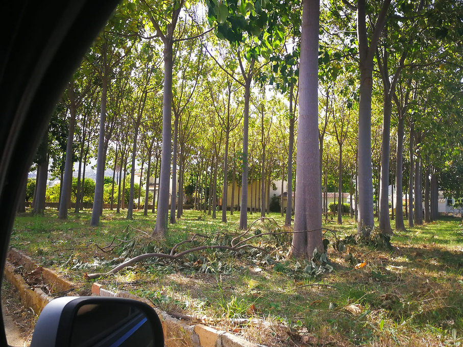 Paulownia France.jpeg