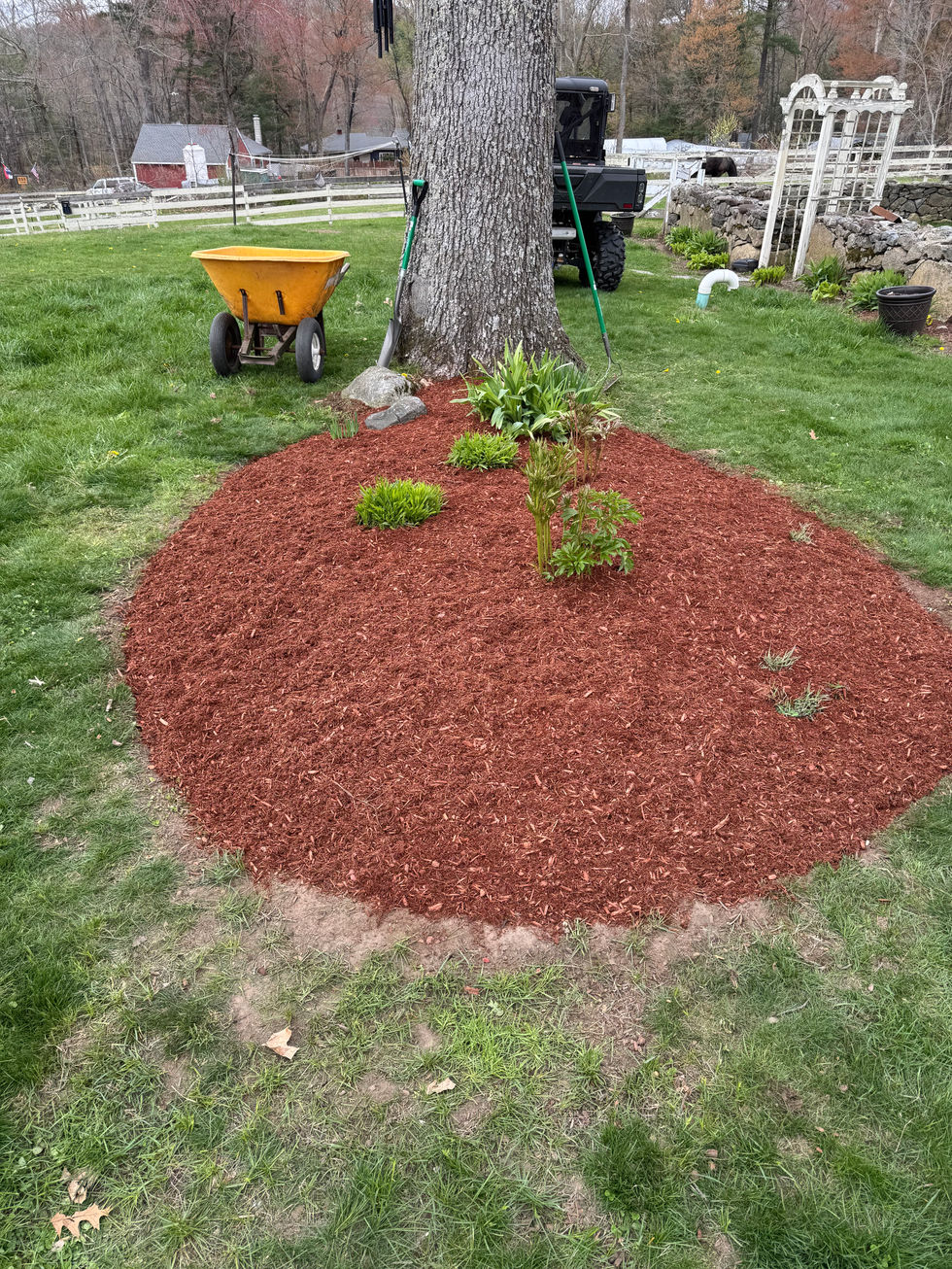After Mulch