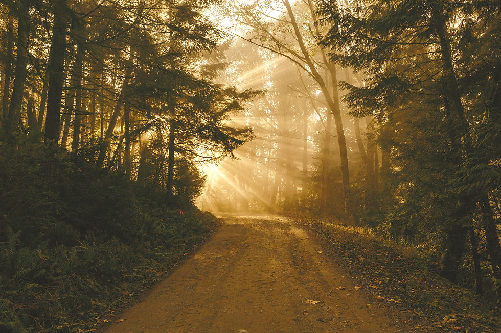 Sunlight filters through dense trees along a dirt path in a forest, creating a warm, golden glow and tranquil atmosphere. Soft sunrise over a quiet path representing God’s faithfulness through life’s unexpected turns.