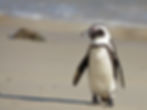 ree