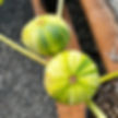 Bordissot Blanca Rimada Fig Tree 1-2 ft