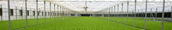 Urbana Greens