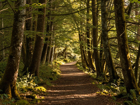 Embracing Mindfulness in Nature: How the Outdoors Brings You Back to Yourself