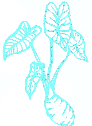 Taro Plant Sketch