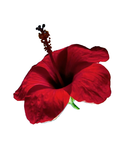 flowerssingle copy.png