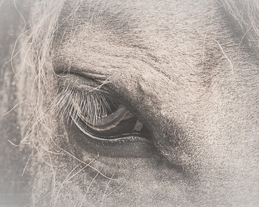 Horse_edited_edited_edited.jpg