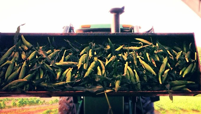 Souder Farms (Rushville, Indiana)