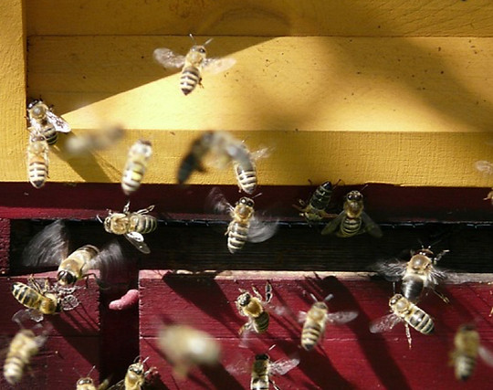 ur bikupanII_edited.jpg