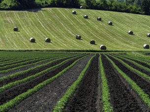 Predictive Analytics for Agriculture: Consult SynergyLabs for Expert Guidance on Optimizing Crop Outcomes