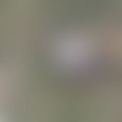 BEYAZ KARGA VE ZİHNİN ARAYIŞI!