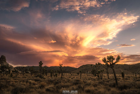 sunset over Joshua Tree National Park with vibrant purple, orange, and yellow skies, silhouetting iconic Joshua trees in a serene desert landscape.