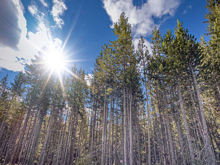 Yellowstone National Park - 2.9.2023