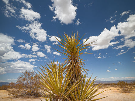Joshua Tree Nationalpark - 13.8.22