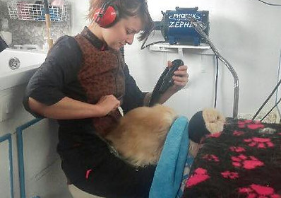 toilettage chat.jpg