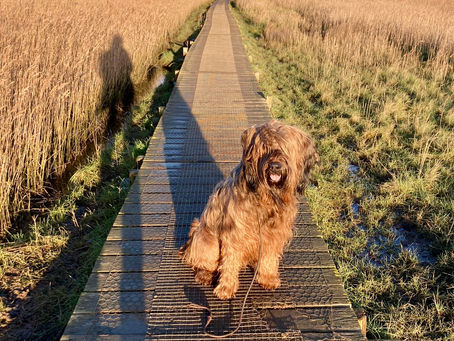 It Isn’t Your Dog. It’s the Belief We’ve Normalised.