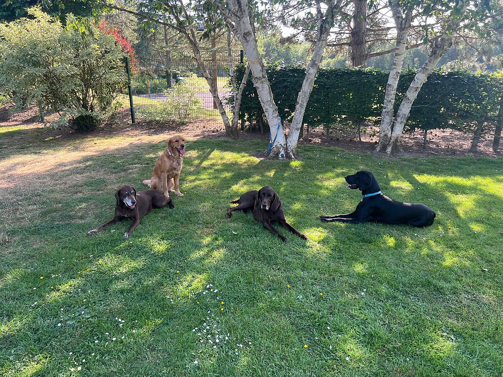 A Shady spot is the perfect place to do some stay training! 