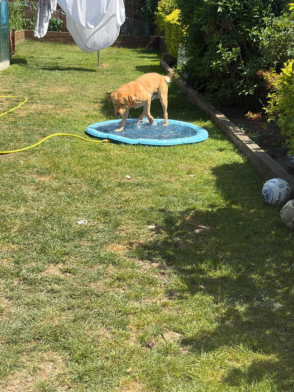 A paddling pool can be a perfect distraction on a hot day!